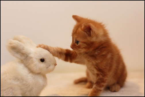 猫とウサギの画像